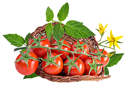 实物篮子里红色叶子樱桃番茄