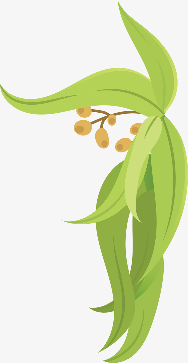 卷曲的矢量卡通桉树叶