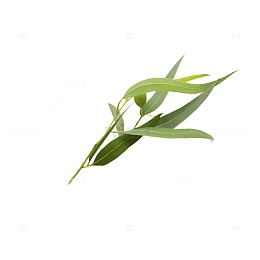 尤加利树叶