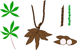 植物学农业概念健康木薯叶