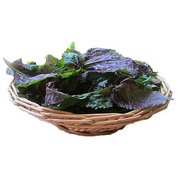 新鲜香料大叶紫苏叶苏子