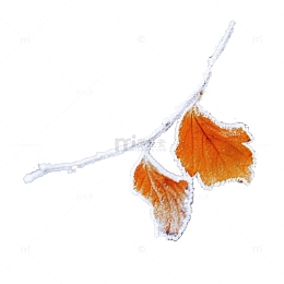 霜降节气带雪金黄色树叶树枝装饰