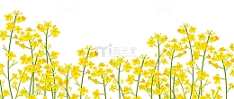 卡通手绘春季油菜花背景