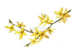 一支黄色的卡通桂花