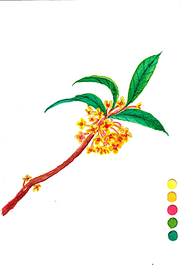 手绘卡通桂花枝条