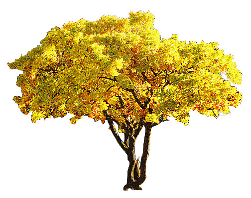 黄色胡杨树