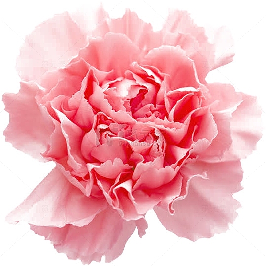 教师节粉色康乃馨花朵手绘免费下