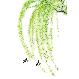 绿油油的柳树柳条