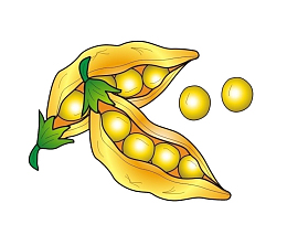 卡通黄色的黄豆