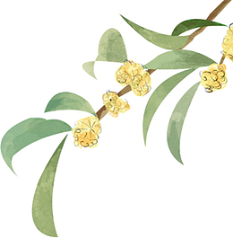 一支黄绿色带叶子的桂花