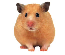 小小豚鼠