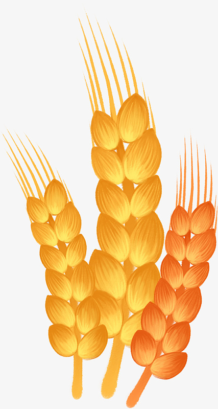 卡通黄色大麦麦穗