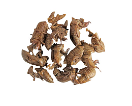 中药蝉蜕实物免扣