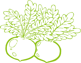 手绘可爱白萝卜苗