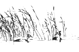 芦苇荡河塘旁野鸭子素描绘画