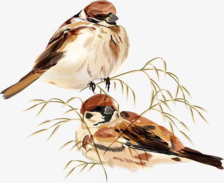 两只卡通麻雀免抠图