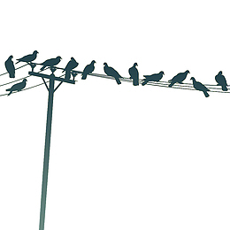 黑色手绘小鸟电线杆