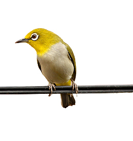 站在电线上的小鸟