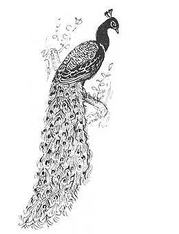 手绘线条黑色孔雀