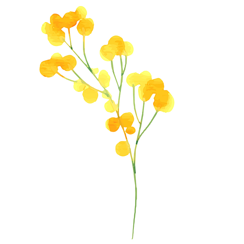 水彩手绘植物黄色花朵