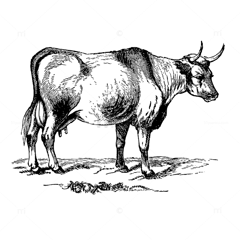 老牛装饰素材图案