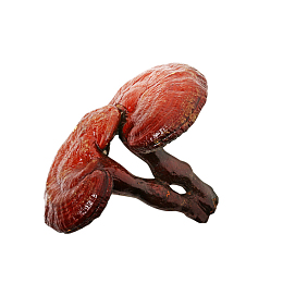 中医中药滋补灵芝