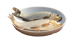 白鲫鱼鱼肉清蒸鲫鱼鲫鱼汤食材鱼
