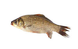 白鲫鱼鱼肉清蒸鲫鱼鲫鱼汤食材鱼