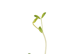 一根豆芽菜