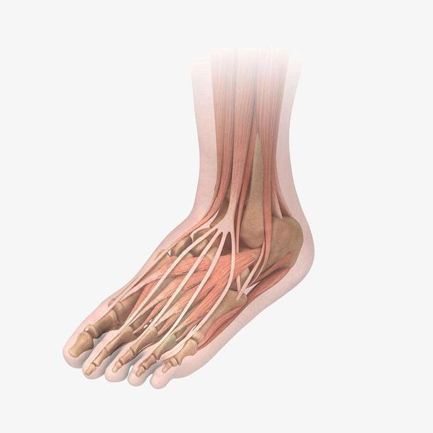 透视风格脚部肢体装饰矢量模型图