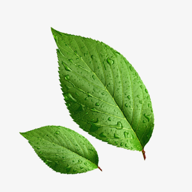 绿色叶子免抠素材免费下载_觅元素51yuansu.com