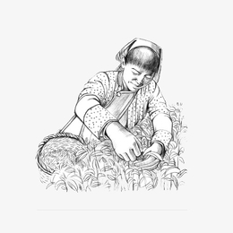 素描风格采茶女手绘图案