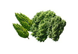 茂密树林