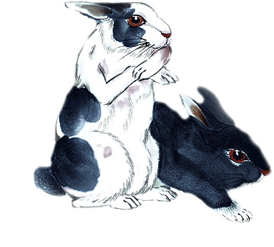 艺术兔子