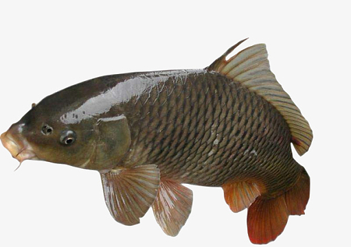 大鲫鱼素材_大鲫鱼图片元素-觅元素