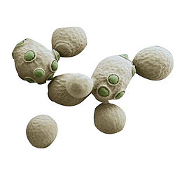 白酵母菌