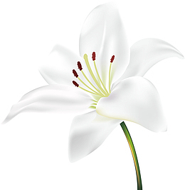 百合花朵百合花纹