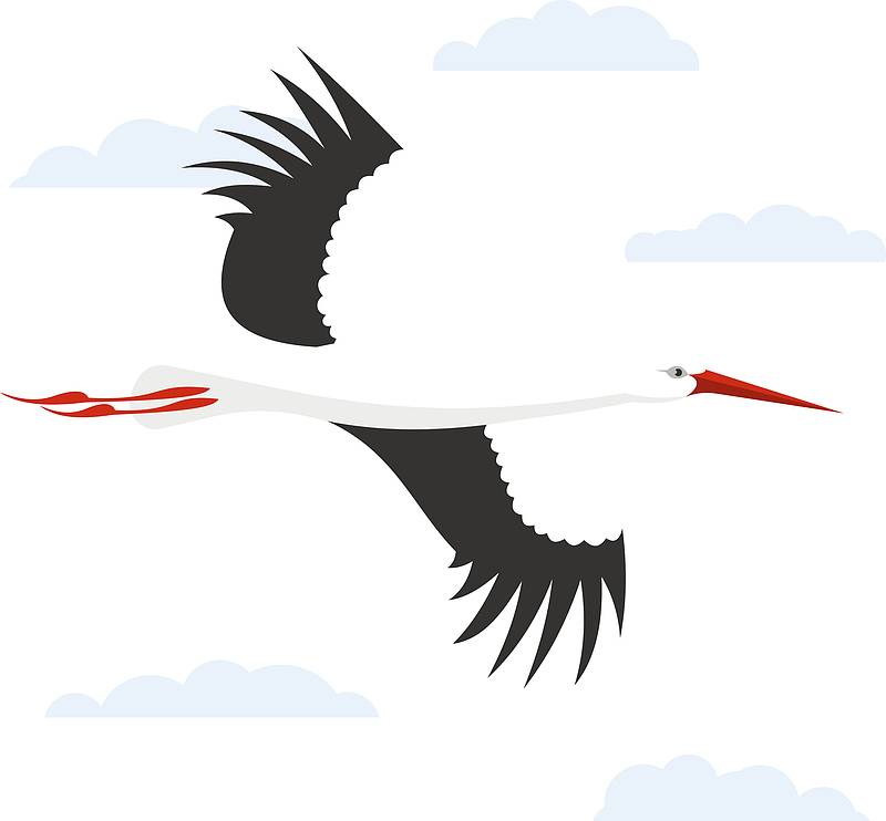 一只白色飞翔的白鹤