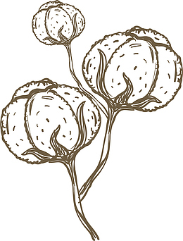手绘风格矢量白棉花