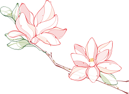 百合花素描一朵百合花
