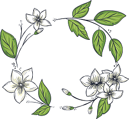 手绘白色茉莉花