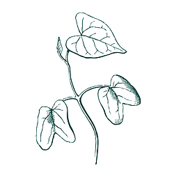 种子成熟素材图案