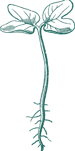 卡通秋分植物发芽插画