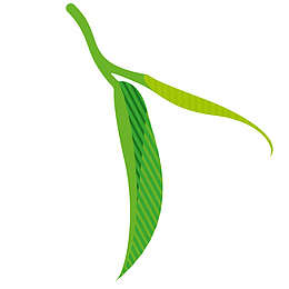 新鲜绿茶叶矢量插画