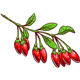 宁夏枸杞卡通插画