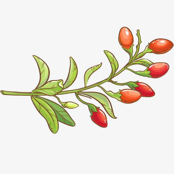 新鲜枸杞免抠png