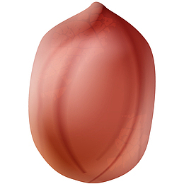 矢量花生仁免抠PNG