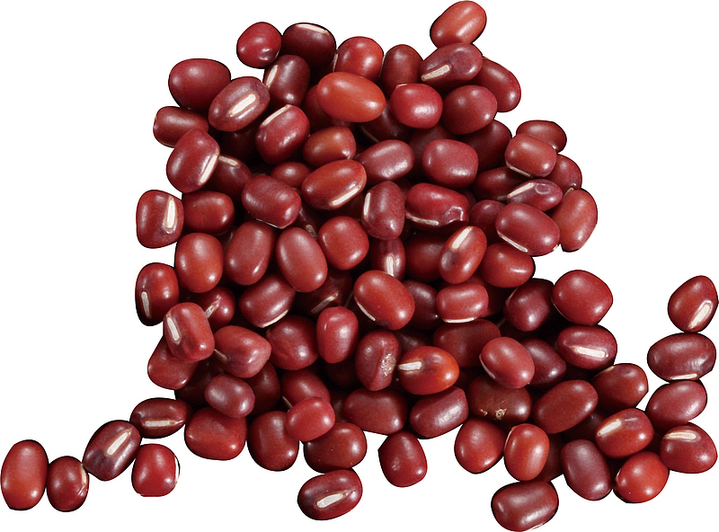 秋分红豆种子实物