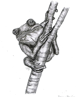 素描青蛙