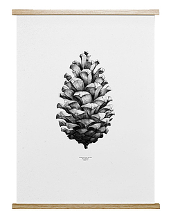 白色的松子装饰画